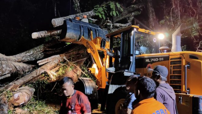 
 Angin Kencang Picu Pohon Tumbang, Dua Warga Meninggal Dunia