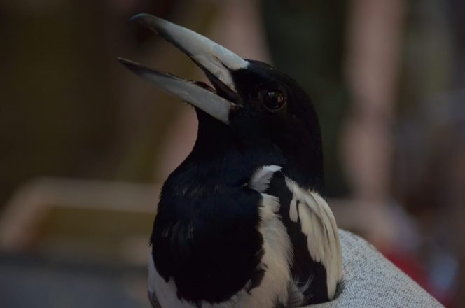
 BBKSDA Papua Terima Translokasi 46 Ekor Aves