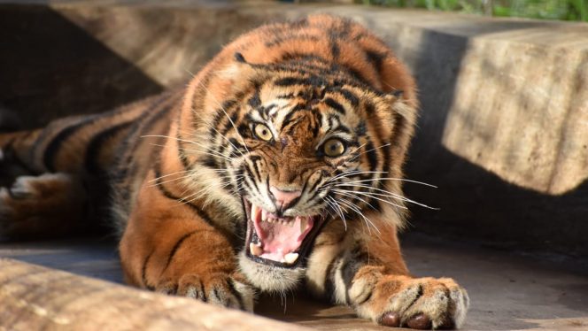 
 Foto: Ilustrasi (KLKH,Harimau Sumatera “Ciuniang Nurantih”)