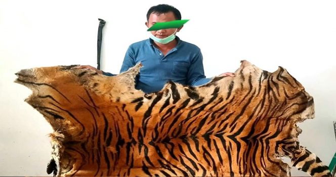 
 Tersangka dan barang bukti 3 lembar kulit harimau sumatera, tulang, dan 9 kg sisik trenggiling. Foto: KLHK