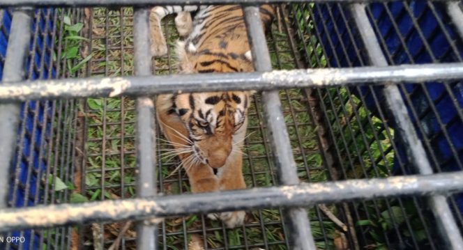 
 Harimau yang diselamatkan berjenis kelamin betina dengan panjang kurang lebih 180 cm, umur sekitar 10 – 12 tahun. Harimau saat ini masih dalam kondisi liar dan Balai KSDA Jambi akan melakukan rehabilitasi di Tempat Penyelamatan Satwa. Foto: BKSDA Jambi
