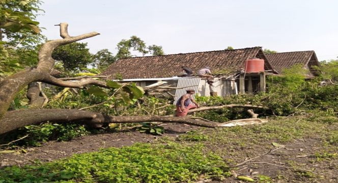 
 Pohon tumbang akibat terdampak angin kencang yang menimpa rumah warga di Kabupaten Blora, Provinsi Jawa Tengah, Minggu (24/10). Foto: BPBD Kabupaten Blora 