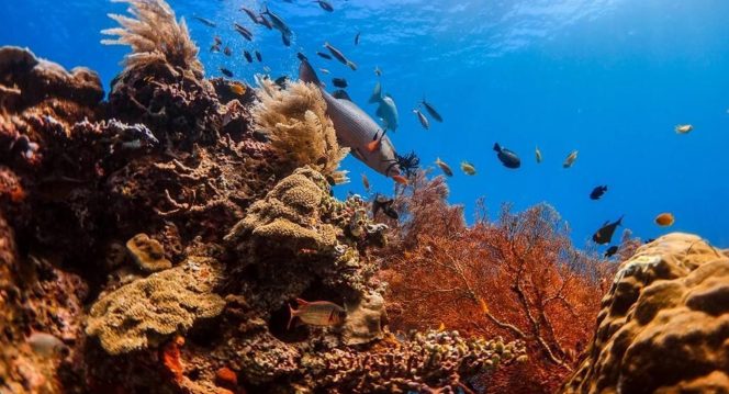 
 Desa Wisata Arborek Raja Ampat potensi wisata alam bawah laut yang sangat diminati wisatawan nusantara dan mancanegara lantaran terdapat beraneka ragam biota laut. Foto: Kemenparekraf