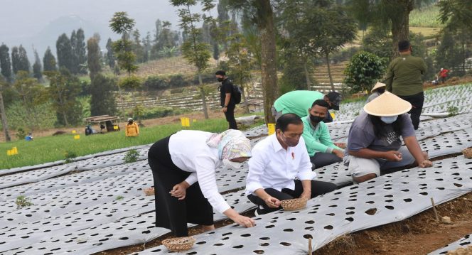 
 Presiden Joko Widodo meninjau lumbung pangan (food estate) dan melakukan penanaman bawang merah bersama para petani dan masyarakat di Desa Bansari, Kabupaten Temanggung, Jawa Tengah, pada Selasa, 14 Desember 2021. Foto: BPMI Setpres/Rusman