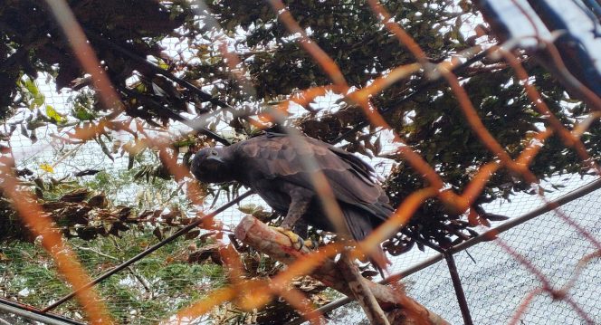 
 Elang brontok (Spizaetus cirrhatus) yang dilepasliarkan berasal dari hasil translokasi PPS Tegal Alur Jakarta ke PPS Alobi Bangka. Foto : BKSDA Sumsel