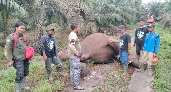 
 Balai Besar KSDA Riau mendapat informasi bahwa anggota Tim Kelompok Masyarakat Peduli Gajah (KMPG) Desa Koto Pait Beringin bersama Rimba Satwa Foundation (RSF) - HIPAM menemukan seekor gajah betina dewasa usia lebih kurang 25 tahun, diperkirakan sedang menyusui dalam kondisi mati. Foto : BKSDA Riau