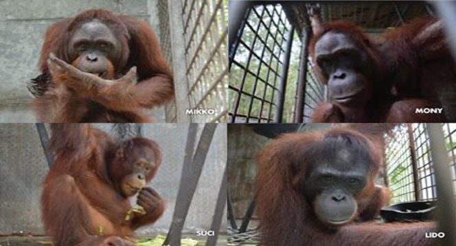 
 Pelepasliaran orangutan hasil proses rehabilitasi ini adalah perwujudan upaya perlindungan dan pelestarian orangutan di Kalimantan. Foto : KLHK