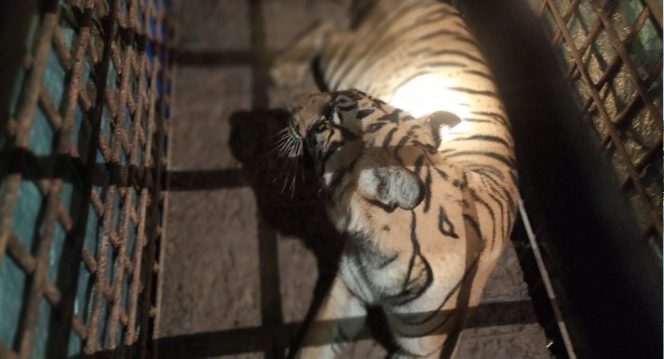 
 Tim Gabungan Balai Konservasi Sumber Daya Alam (KSDA) Jambi bersama Balai Taman Nasional Berbak Sembilang dan Tiger Project UNDP berhasil melakukan relokasi seekor Harimau Sumatera (Panthera tigris sumatrae) berjenis kelamin betina. Foto : BKSDA Jambi