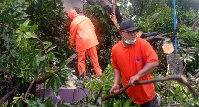 
 Warga dibantu petugas membersihkan pohon dan puing akibat diterjang angin puting beliung.Foto : BPBD Kab. Madiun
