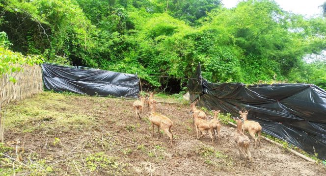 
 Balai Konservasi Sumber Daya Alam Nusa Tenggara Barat (BKSDA NTB) melepasliarkan 9 ekor rusa timor (Rusa timorensis) di Taman Wisata Alam (TWA) Gunung Tunak, Kabupaten Lombok Tengah, Nusa Tenggara Barat. Foto : BKSDA NTB
