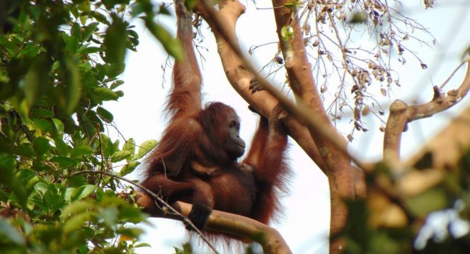 
 Suaka Margasatwa Lamandau (SML) kini bertambah dengan lahirnya bayi orangutan Kalimantan (Pongo pygmaeus) pada Minggu(16/01/2022). Foto : KLHK