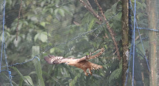 
 Tepat pada hari ulang tahun yang ke-25, Taman Nasional Gunung Halimun Salak melakukan pelepasliaran satu ekor Elang Jawa (Nisaetus bartelsi) bernama 'SALAKA' dan satu ekor Elang Brontok (Nisaetus cirrhatus) bernama 'WIBISONO'. Foto : KLHK