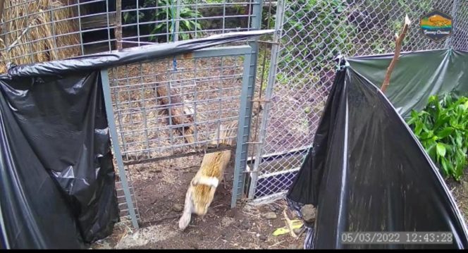 
 Rasi – Macan Tutul Betina yang dilepasliarkan Balai TNGC bekerjasama dengan Balai Besar KSDA Jawa Barat, Gembiraloka Zoo, Sintas Indonesia, dan PPS Cikananga pada tanggal 5 Maret 2022 lalu. Foto : TNGC